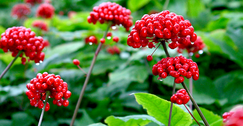 żeń-szeń na powiększenie penisa